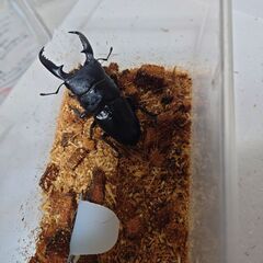 パラワンオオヒラタクワガタ✨（受け渡し者決定済🙇）