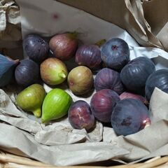 イチジク　そろそろ終わり　4個100円