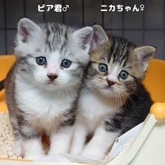 スコティッシュフォールドMIXの子猫