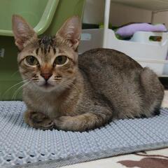 多頭飼育崩壊から救出ママ猫