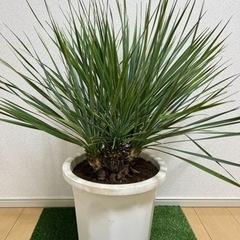 千葉県のユッカの中古が安い！激安で譲ります・無料であげます