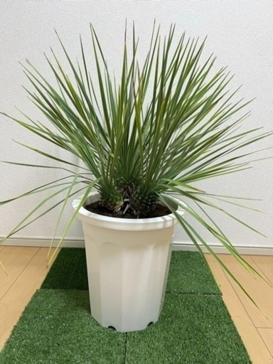 ユッカ　ロストラータ　3ヘッド