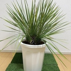 ユッカ ロストラータ 3ヘッド