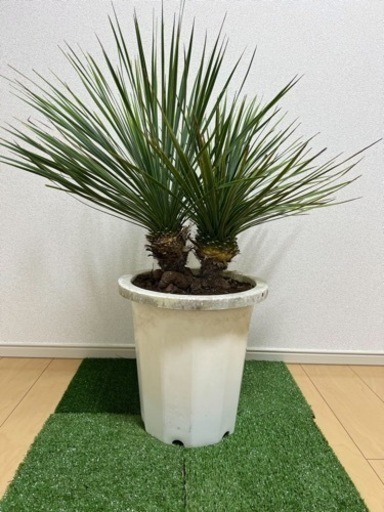 ユッカ　ロストラータ　2ヘッド