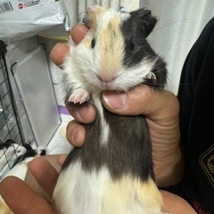 モルモット　オス　生後1か月