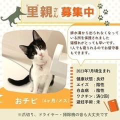 子猫　里親募集中