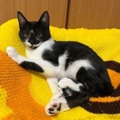 推定生後3ヶ月　ハチワレ　男の子　