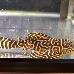 メガクラウン(ブリード)♂(お話中)の画像