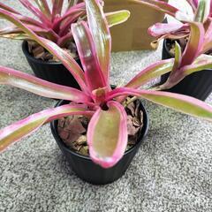 ネオレゲリア ファイヤーボール 1鉢の画像