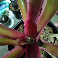 ネオレゲリア ファイヤーボール 1鉢の画像