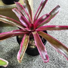 ネオレゲリア ファイヤーボール 1鉢の画像