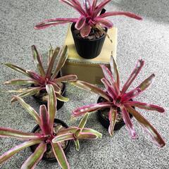 ネオレゲリア ファイヤーボール 1鉢