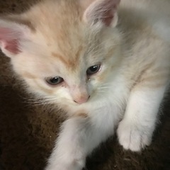 保護猫ちゃん、里親様のお願いです♪♫•*¨*