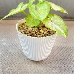 観葉植物⭐︎シンゴニウム