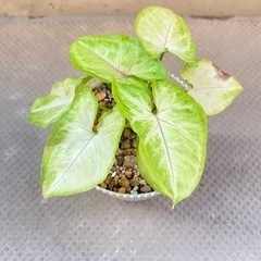観葉植物⭐︎シンゴニウムの画像