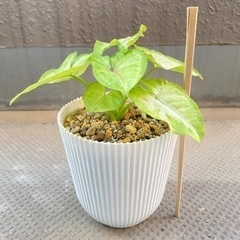 観葉植物⭐︎シンゴニウムの画像