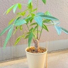 観葉植物⭐︎パキラ