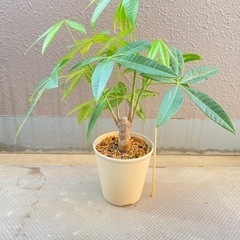 観葉植物⭐︎パキラの画像