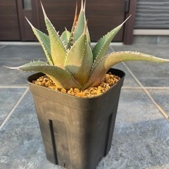 アガベ　ナサビオラム
