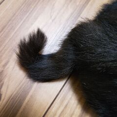 少し臆病な優しい甘えん坊です。 − 富山県
