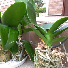 ファレノプシス　5株の画像