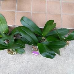 ファレノプシス　5株の画像