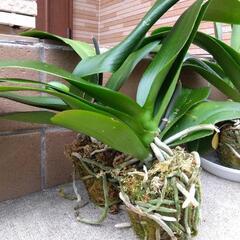 ファレノプシス　5株の画像