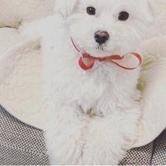 【譲渡完了。くりっとした目が愛らしいマルチーズ♂】
