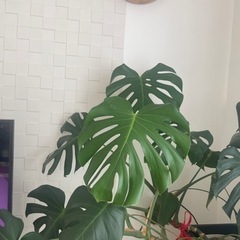 観葉植物モンステラの画像