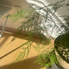 観葉植物　アスパラガスの画像