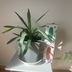ランキングキーワードに紐づく投稿画像-観葉植物