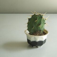 【ご成約済】手のひらサイズ ウチワサボテン鉢植え