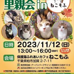 保護猫さんの譲渡会@柏