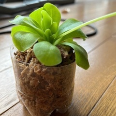 虫取りスミレの画像