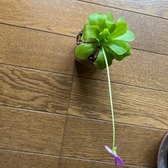 虫取りスミレの画像