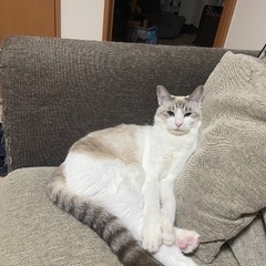 猫見つかりました。