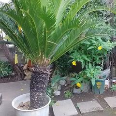 ソテツ・蘇鉄 