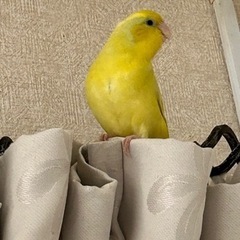 マメルリハ