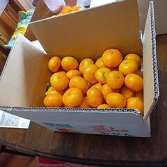 格安!呉市倉橋町の本場、甘くて美味しい、石地みかん🍊4kgの画像