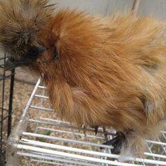 烏骨鶏♂アメリカンシルキー