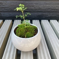 盆栽　シマトネリコ　ミニ盆栽　観葉植物　ホワイト　陶器鉢付き