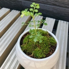 盆栽　シマトネリコ　ミニ盆栽　観葉植物　ホワイト　陶器鉢付きの画像
