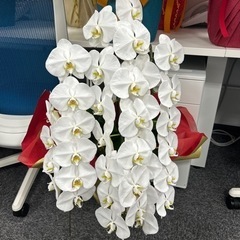 胡蝶蘭