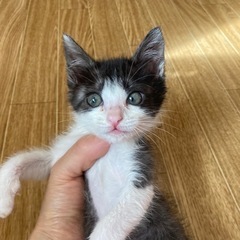 推定2ヶ月のサバ白くんです。