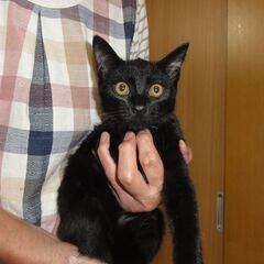 可愛い仔猫です。幸せに。里親募集中。