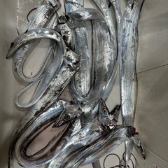釣り仲間募集