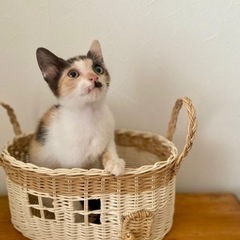ずっとの家族が決まりした❣️ちょび髭が可愛いミケちゃん❤️遊ぶの...