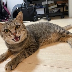 【FeLV陽性】超甘えん坊フクくん【高齢者応募可】