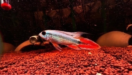 熱帯魚 アピストグラマ アガシジィ ブルーフレーム