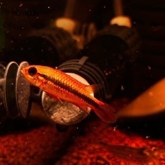 熱帯魚 アピストグラマ アガシジィ ブルーフレームの画像